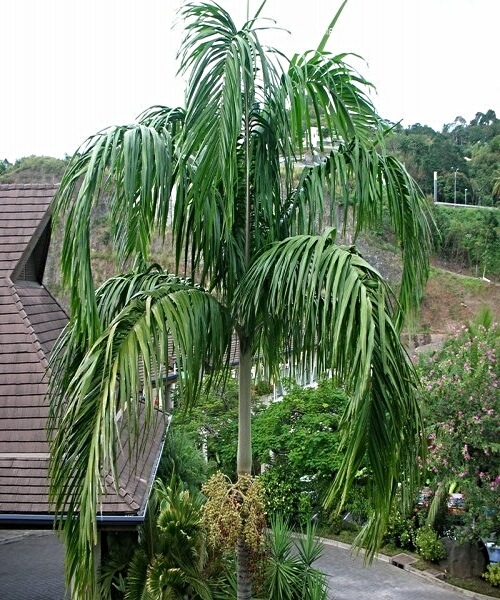 Carpentaria acuminata, also known as Carpentaria Palm