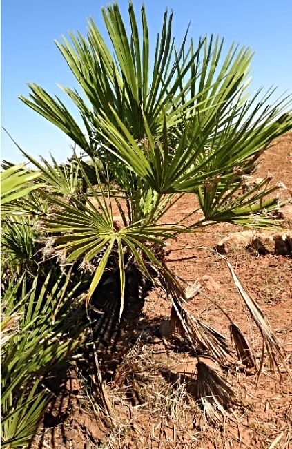 Chamaerops humilis, also known as European Fan Palm