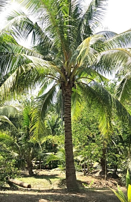 Cocos nucifera, one of our iconic Australian palms