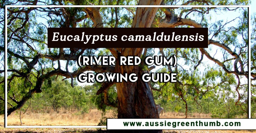 Eucalyptus camaldulensis (River Red Gum) Growing Guide