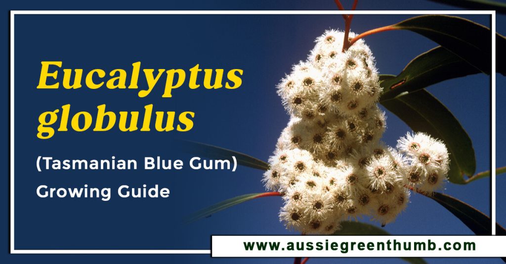 Eucalyptus globulus (Tasmanian Blue Gum) Growing Guide