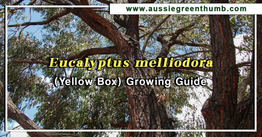 Eucalyptus melliodora (Yellow Box) Growing Guide