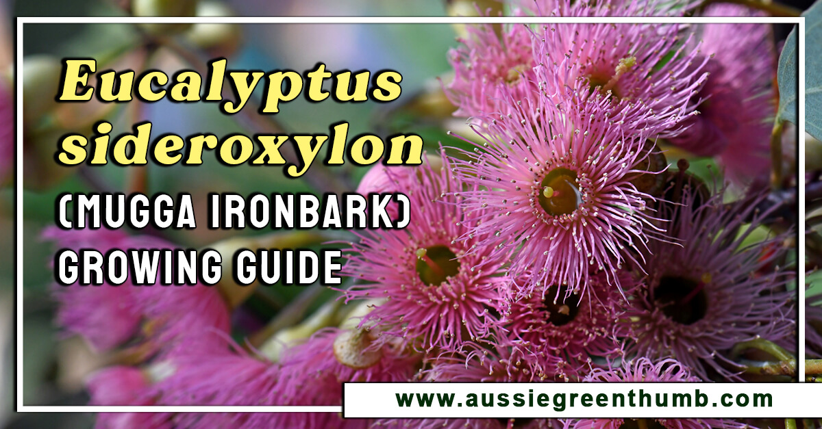 Eucalyptus sideroxylon (Mugga Ironbark) Growing Guide