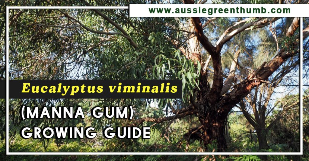 Eucalyptus viminalis (Manna Gum) Growing Guide