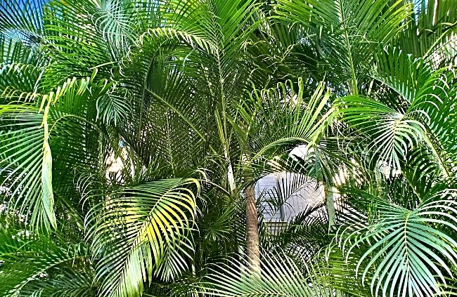 Growing Australian Native Palms