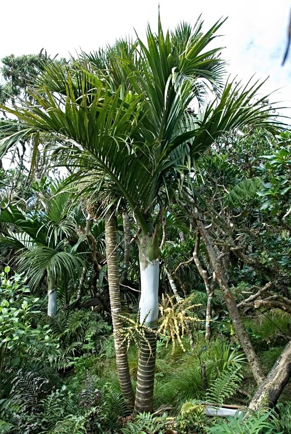 Hedyscepe canterburyana, also known as Umbrella Palm