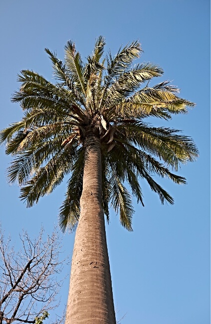 Jubaea chilensis, also known as Chilean Wine Palm