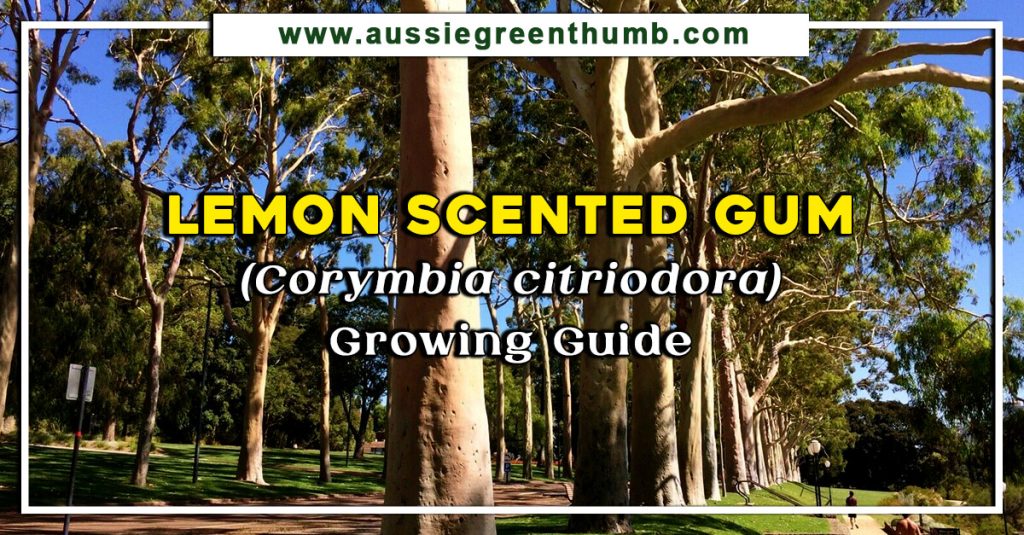 Lemon Scented Gum (Corymbia citriodora) Growing Guide