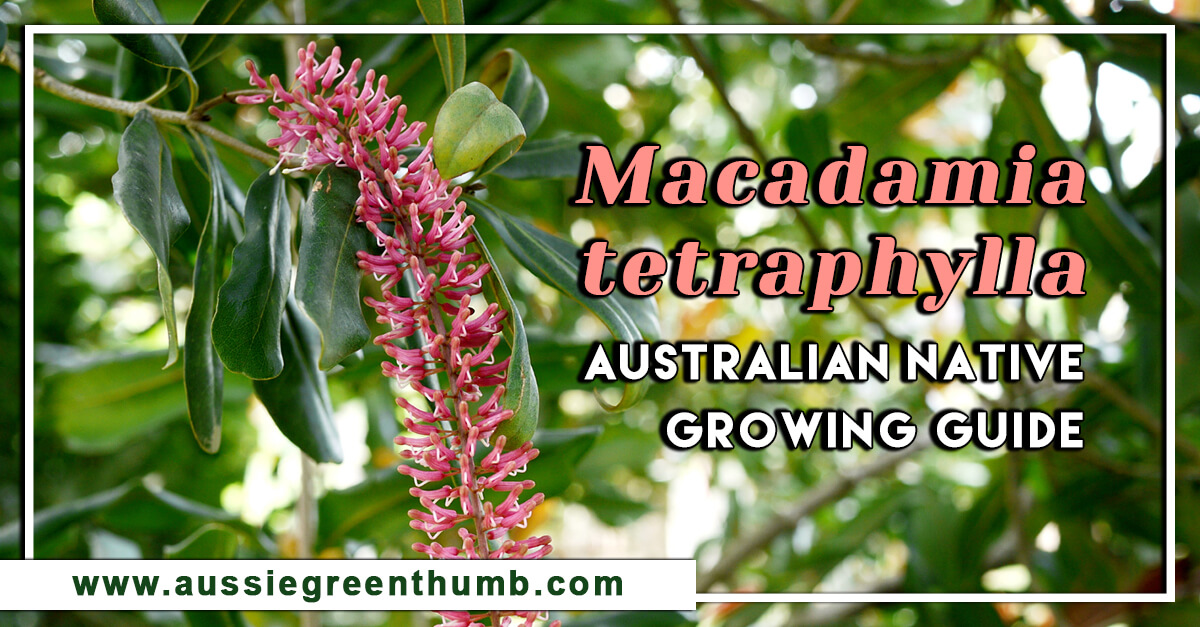 Macadamia tetraphylla – Australian Native Growing Guide
