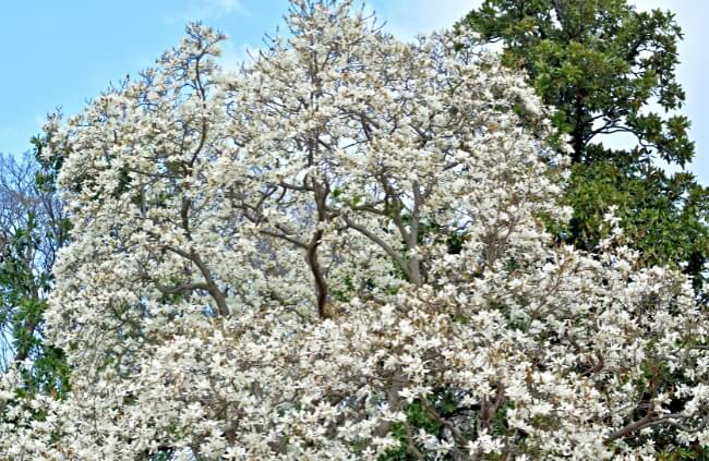 Magnolia denudata, commonly known as Yulan Magnolia