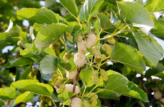 Morus alba, commonly known as White Mulberries