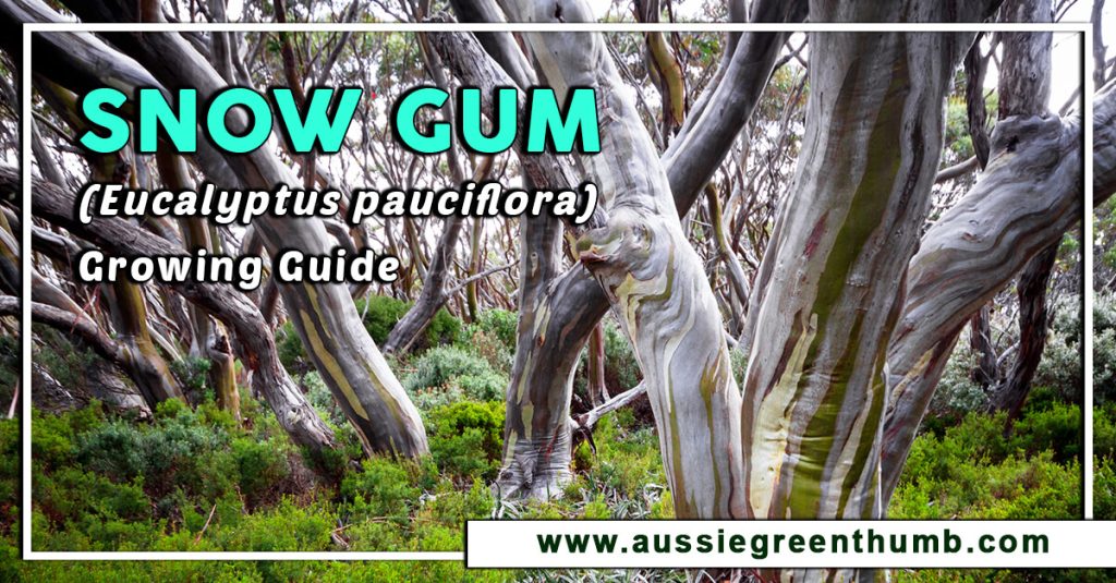 Snow Gum (Eucalyptus pauciflora) Growing Guide