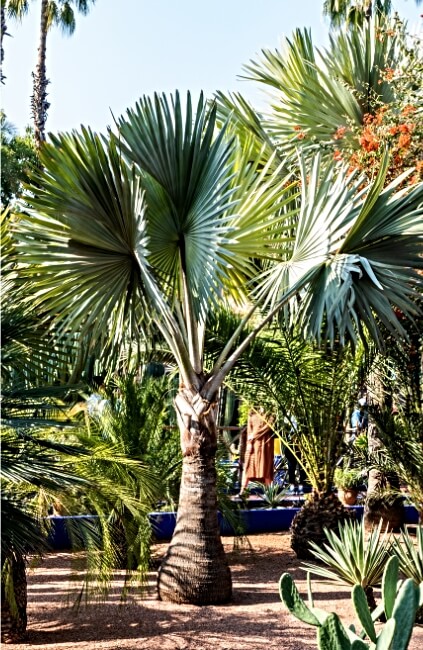 Trachycarpus fortunei, also known as Chinese Windmill Palm