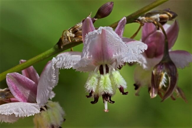 Vanilla lily flower