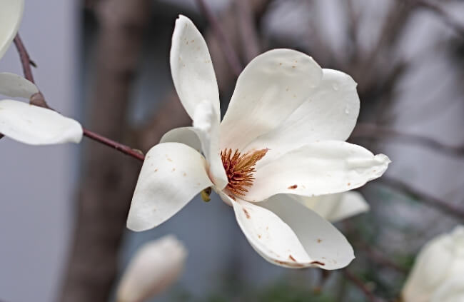 Yulan Magnolia flower