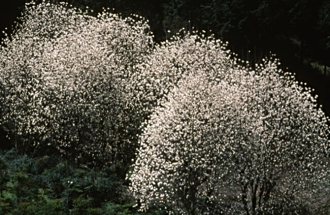 Yulan Magnolias from a distance