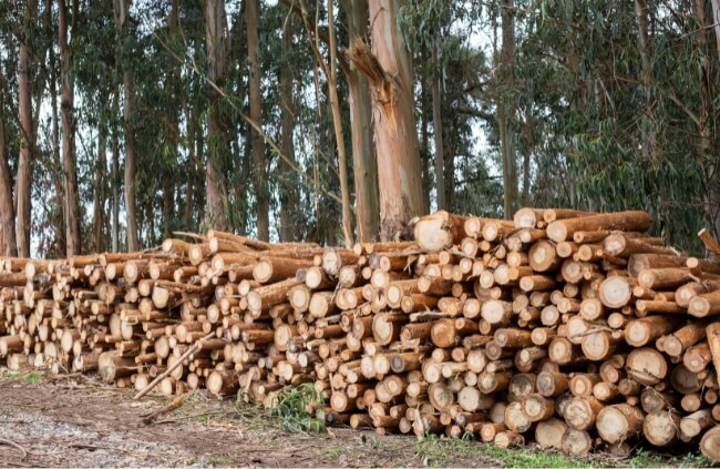 A pile of Eucalyptus globulus wood