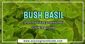 Bush Basil (Plectranthus graveolens) Growing Guide