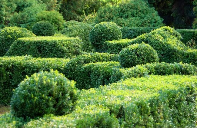 Buxus sempervirens, also known as English box