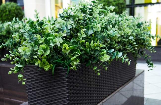 Buxus sempervirens in a planter