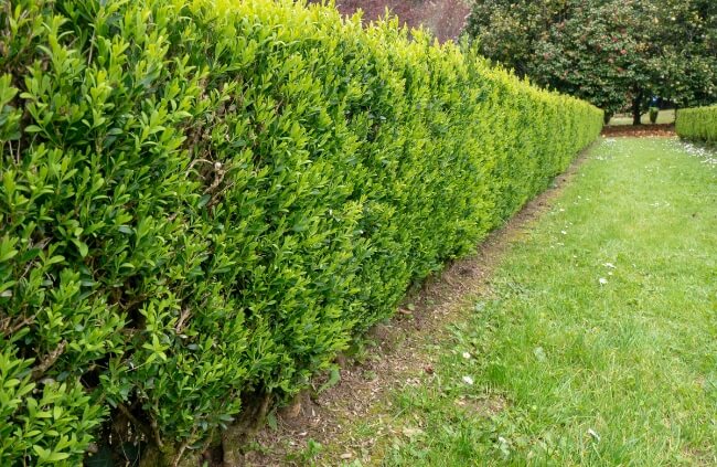 Common Boxwood Hedge