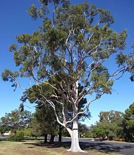 Corymbia citriodora in Australia