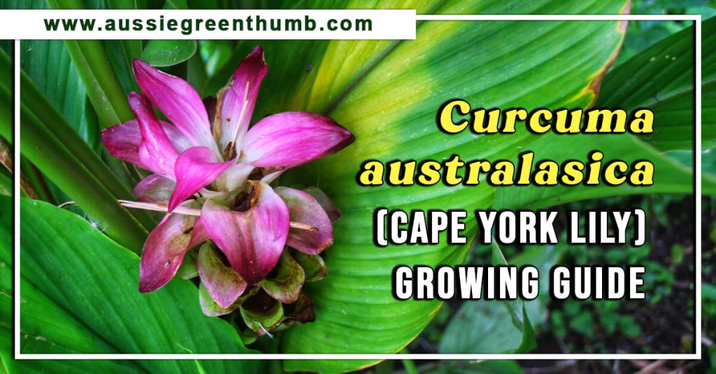 Curcuma australasica (Cape York Lily) Growing Guide