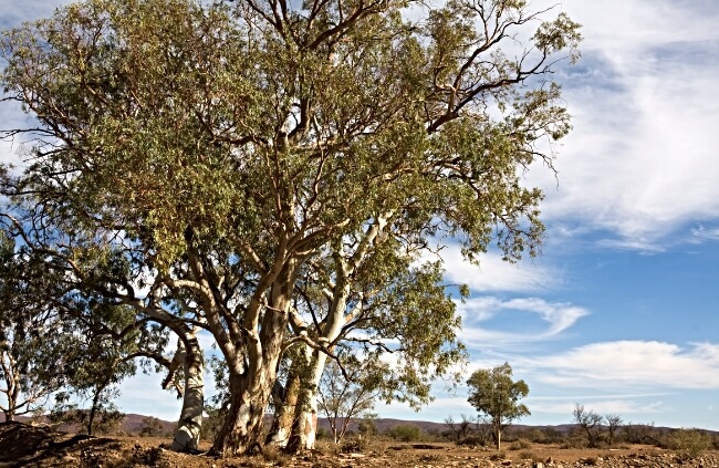 Eucalyptus camaldulensis in Australia