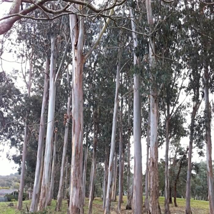 Eucalyptus globulus, also known as Southern Blue Gum