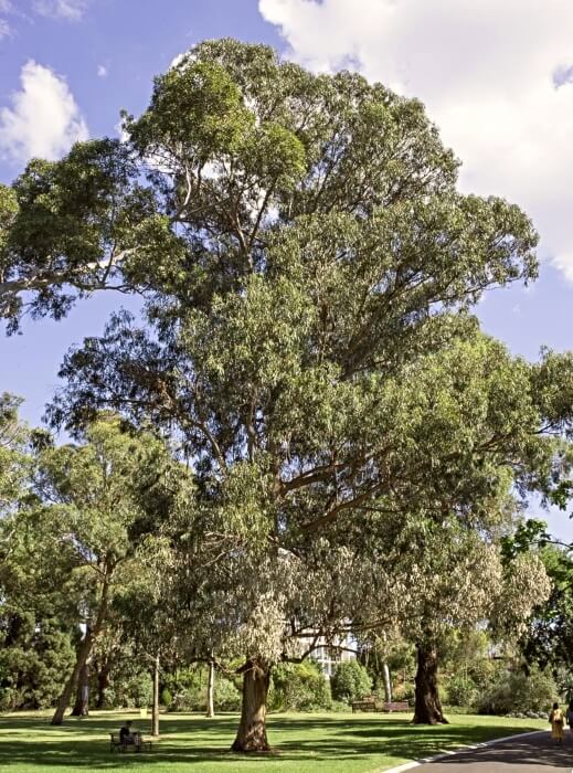 Eucalyptus globulus, commonly known as Tasmanian Blue Gum
