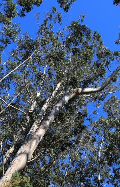 Eucalyptus globulus in Australia