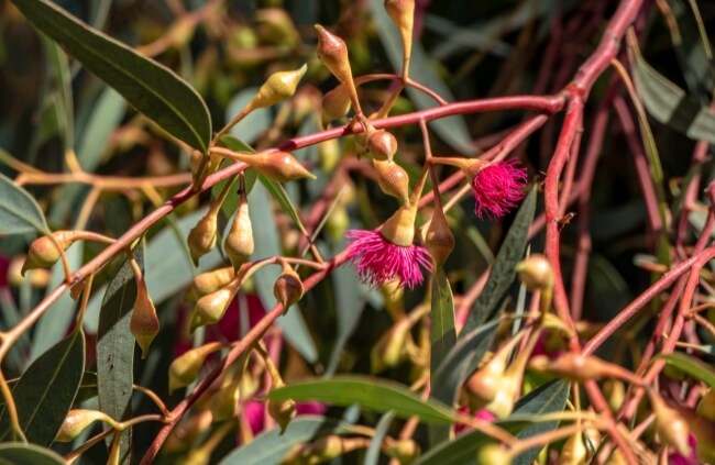 Eucalyptus leucoxylon buds and flowers
