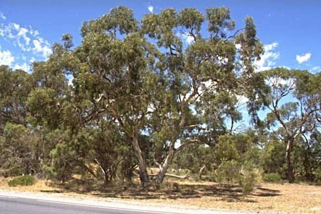Eucalyptus leucoxylon in Australia