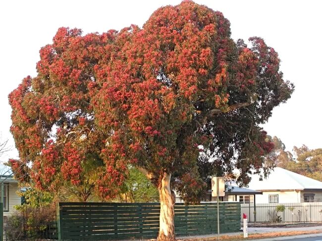 Eucalyptus leucoxylon ‘Rosea’