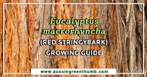 Eucalyptus macrorhyncha (Red Stringybark) Growing Guide