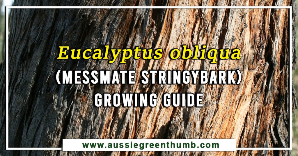 Eucalyptus obliqua (Messmate stringybark) Growing Guide