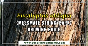 Eucalyptus obliqua (Messmate stringybark) Growing Guide