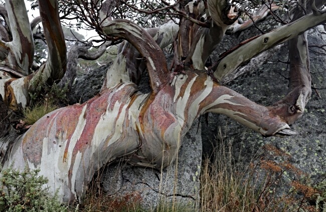 Eucalyptus pauciflora in Australia