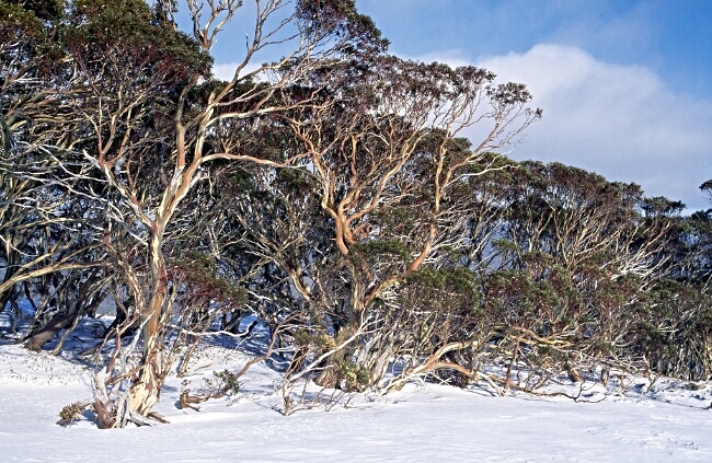 Eucalyptus pauciflora with snow