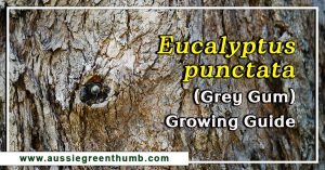 Eucalyptus punctata (Grey Gum) Growing Guide