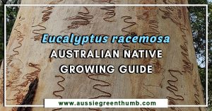 Eucalyptus racemosa: Australian Native Growing Guide