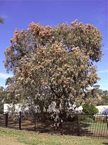 Eucalyptus sideroxylon, commonly known as Mugga ironbark