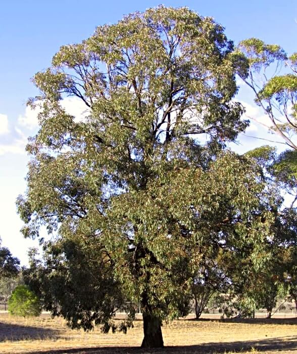Eucalyptus sideroxylon ‘Rosea’