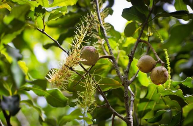 Hanging Macadamia integrifolia nuts