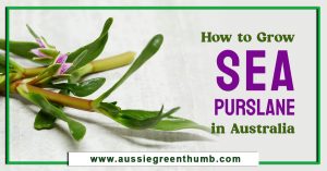 How to Grow Sea Purslane in Australia