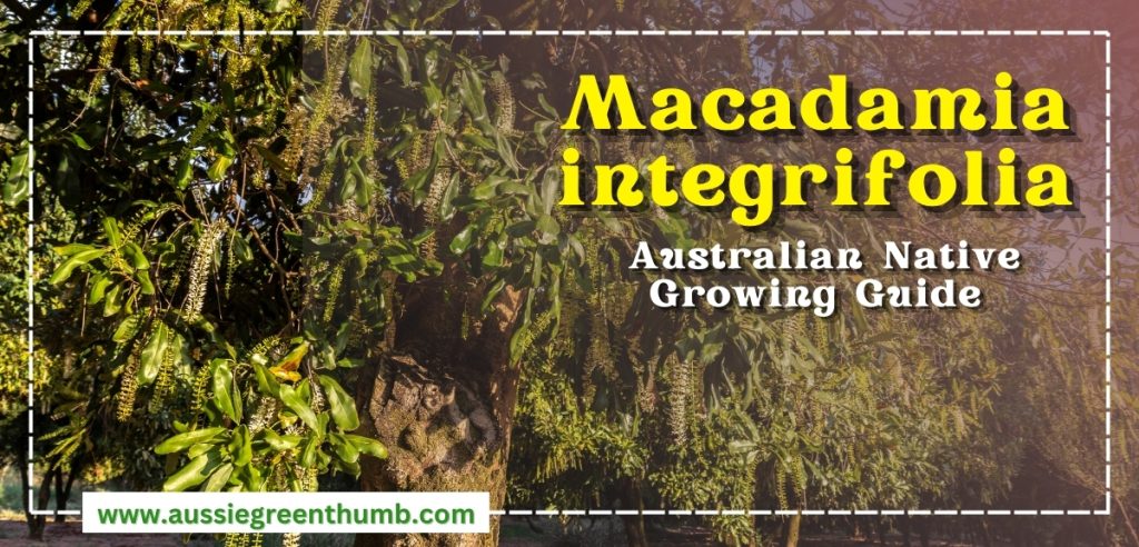 Macadamia integrifolia Australian Native Growing Guide