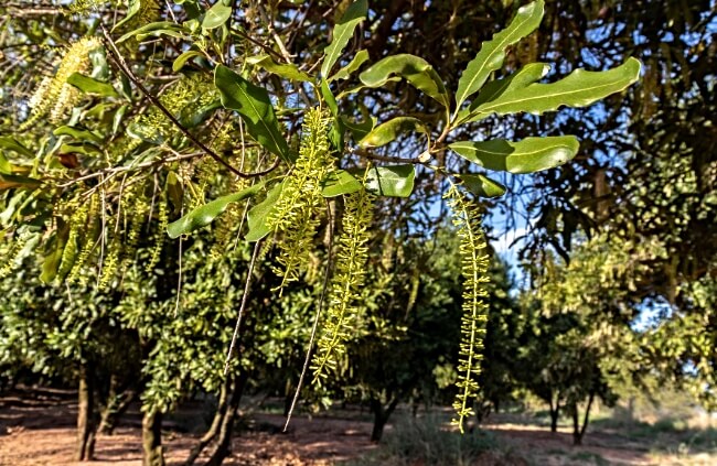 Macadamia integrifolia flowers