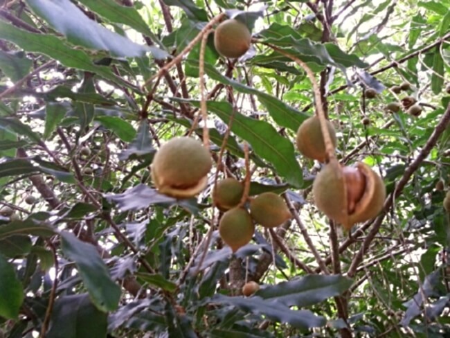 Macadamia tetraphylla nuts