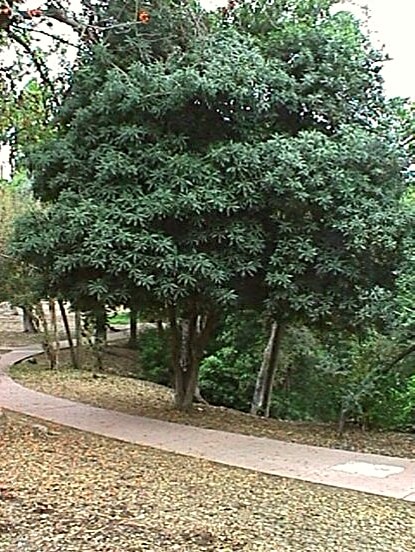 Macadamia tetraphylla., commonly known as Rough-shell Macadamia