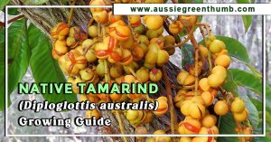 Native Tamarind (Diploglottis australis) Growing Guide